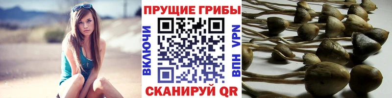 Псилоцибиновые грибы Cubensis  МЕГА ссылка  Назрань  купить закладку 